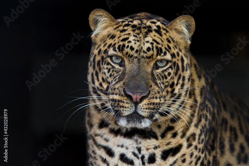Portrait of an Asian leopard. photo