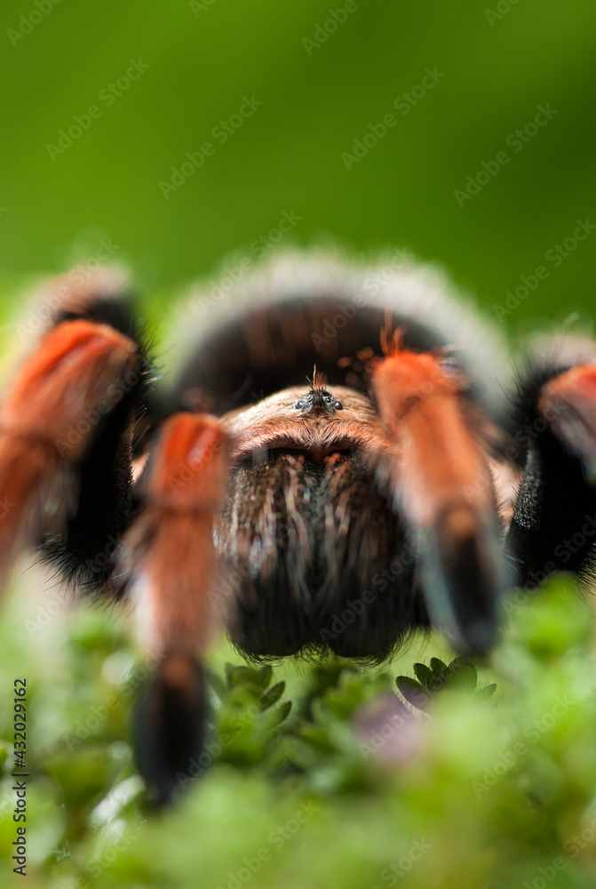 Mexican fireleg tarantula, Brachypelma boehmei, is a terrestrial