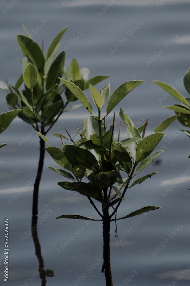 Obraz premium a plant in water