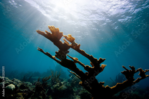 Elkhorn Coral, Virgin Gorda Island photo