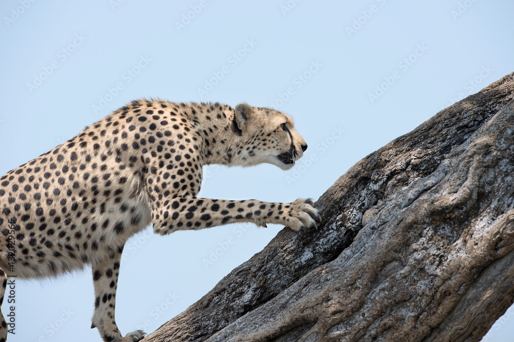 A cheetah climbs a fallen tree in Kenya. A cheetah climbs a fallen tree in Kenya.