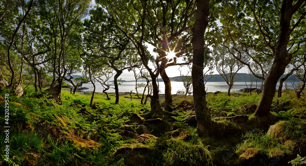 Dwarf forest of Oaks, Loch na Keal, Isle of Mull Dwarf forest of Oaks, Loch na Keal, Isle of Mull