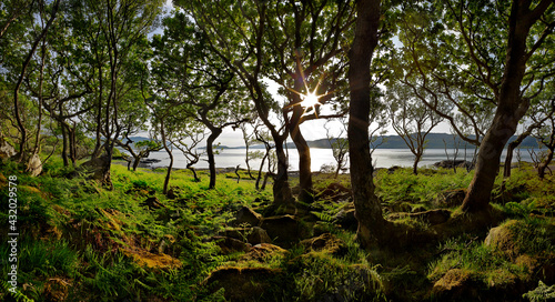 Dwarf forest of Oaks, Loch na Keal, Isle of Mull photo