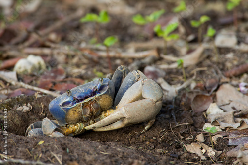 A Blue Land Crab (Cardisoma guanhumi) in a mangrove forest in south Florida. photo