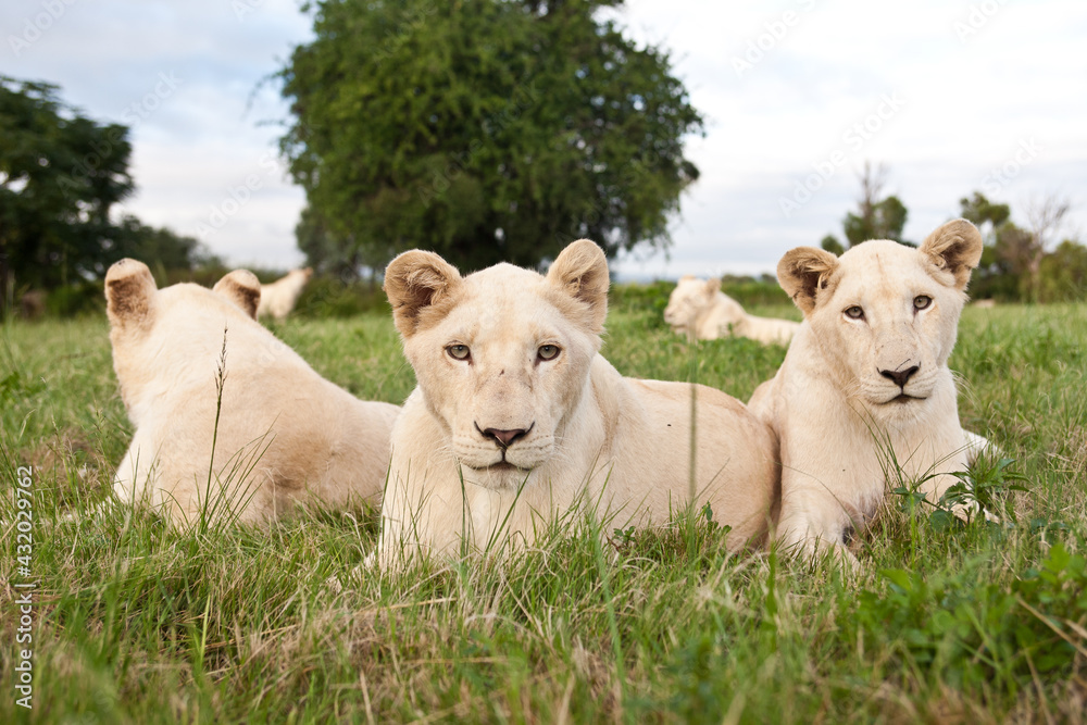 A young pride of male and female white lions in the grass. South Africa. A young pride of male and female white lions in the grass. South Africa.