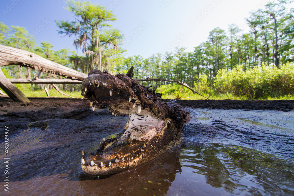 An American alligator defends its mud hole in Big Cypress National Preserve, Florida. An American alligator defends its mud hole in Big Cypress National Preserve, Florida.