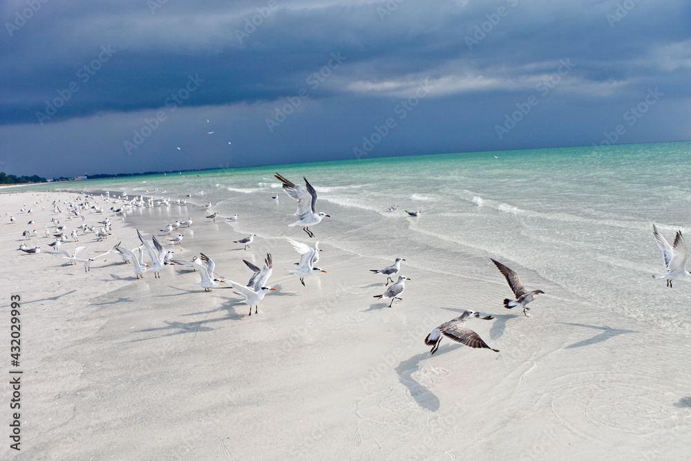 seabirds flying and on the beach in the gulf of Mexico on anna maria island, Florida seabirds flying and on the beach in the gulf of Mexico on anna maria island, Florida