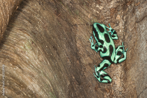 A poison dart frog sitting on a bare tree branch. Captive. photo