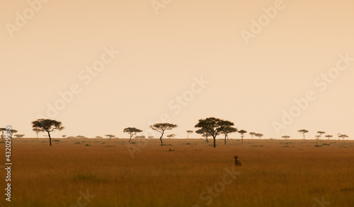 A lone topi antelope stands guard in the Masai Mara, Kenya.