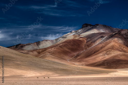 The Vicugna is an endangered species of the Lama family, shot here from afar in the wide open and other worldly and volcanic Eduardo Avaroa Andean Fauna National Reserve in south west Bolivia. photo