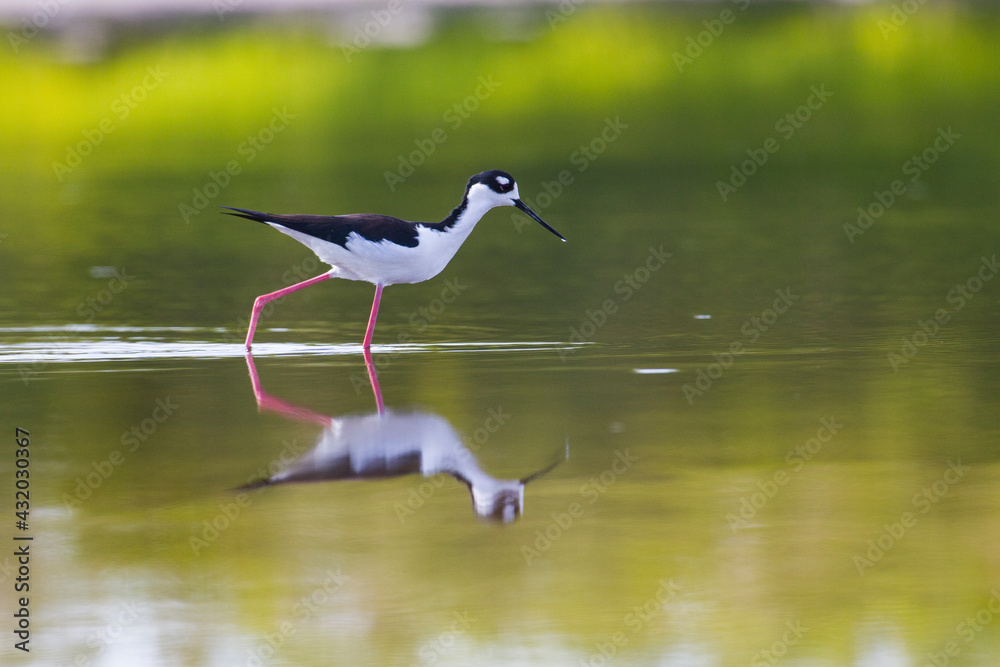 A blackneck stilt forages in Eco Pond within Everglades National Park, Florida. A blackneck stilt forages in Eco Pond within Everglades National Park, Florida.