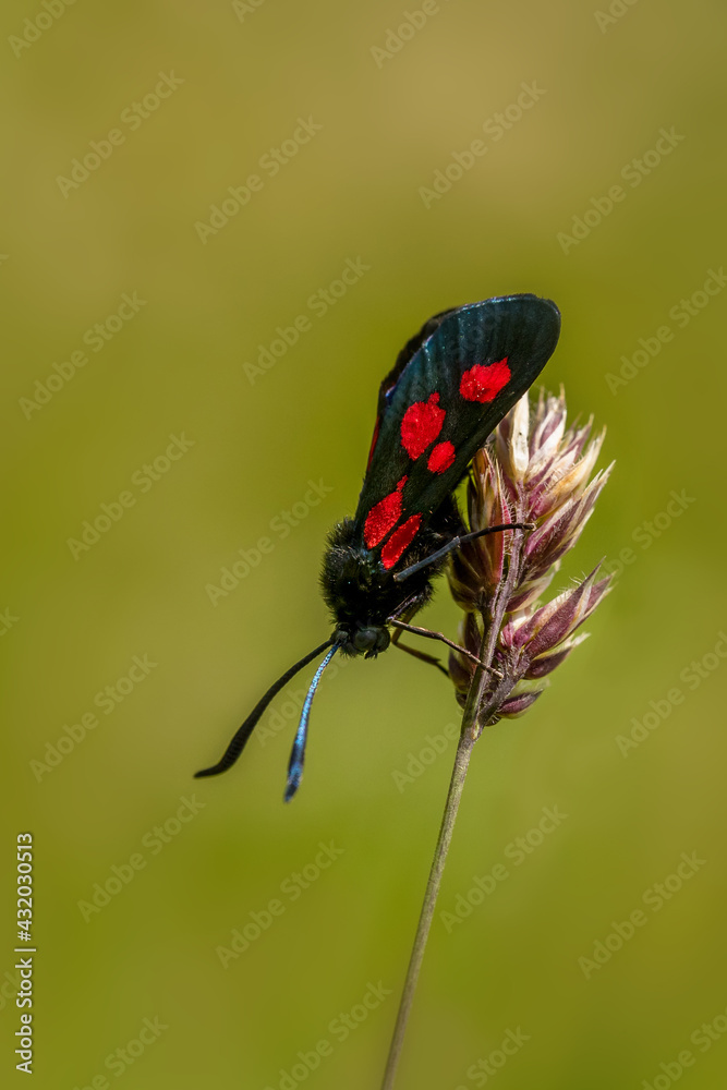 five-Spot Burnet (Zygaena trifolii) five-Spot Burnet (Zygaena trifolii)