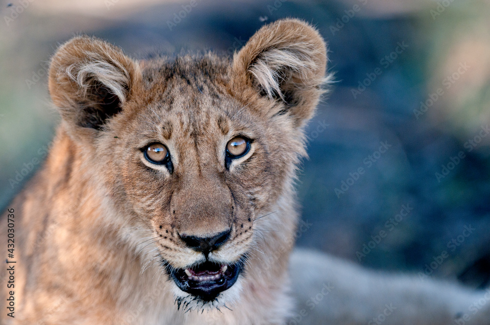 A lion cub portrait in Botswana.. A lion cub portrait in Botswana..