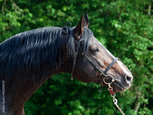 Portrait of beautiful breed sportive Hanoverian stallion © anakondasp