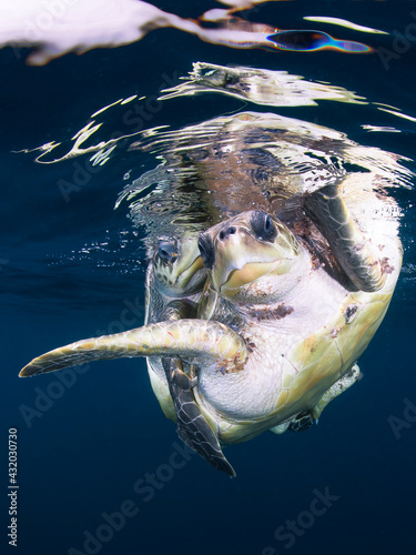 Fototapeta Loggerhead turtles mating 5 miles off the coast, Pacific Ocean, Ixtapa, M Mexico