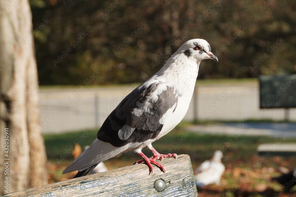 pigeon on the fence