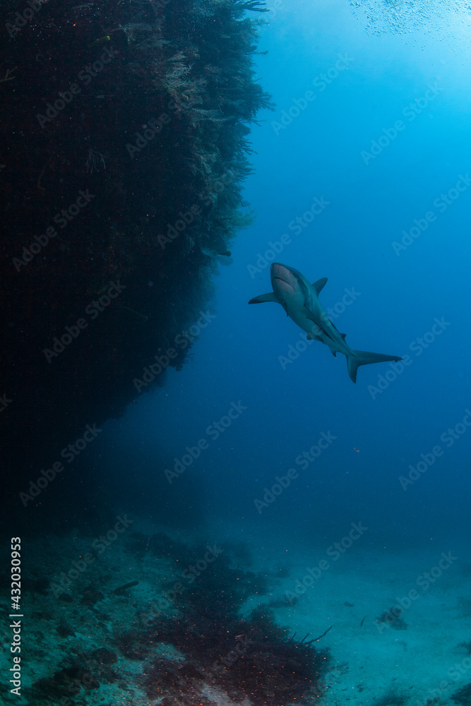 Lonely Shark swimming above the sand at Jardines de la Reina, Cuba. Lonely Shark swimming above the sand at Jardines de la Reina, Cuba.