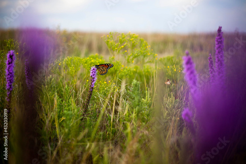 A monarch butterfly pauses on its migration to Mexico to feed from native plants in Tallgrass Prairie National Preserve, Kansas.