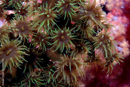 A close detail of tubastraea polyps.. photo