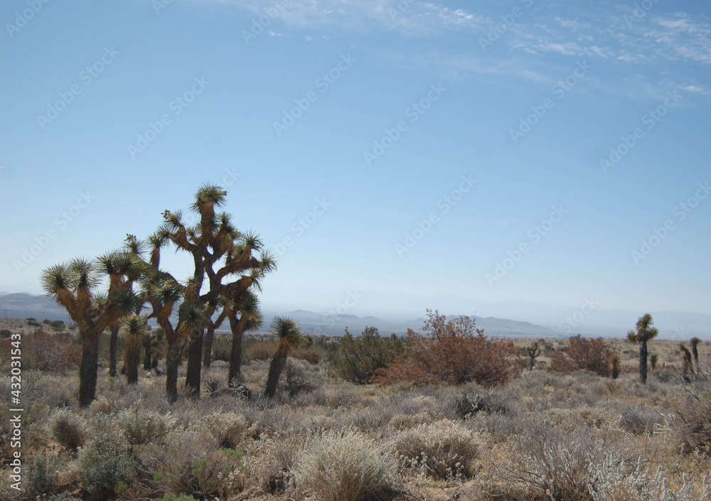 The beautiful scenery of the Mojave Desert, with the San Gabriel Mountains in the background, Antelope Valley, California.