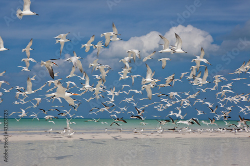 A flock of seabirds, terns, skimmers and gulls, flies above a white sand beach at low tide on Holbox Island, Mexico.