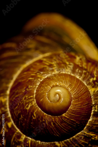 The shell of a Brown Garden Snail, Cantareus asperses in Ventura, California photo