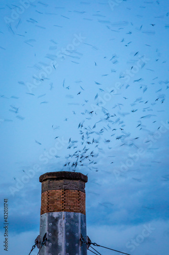 Vaux's swifts funnel into the Chapman chimney at dusk photo