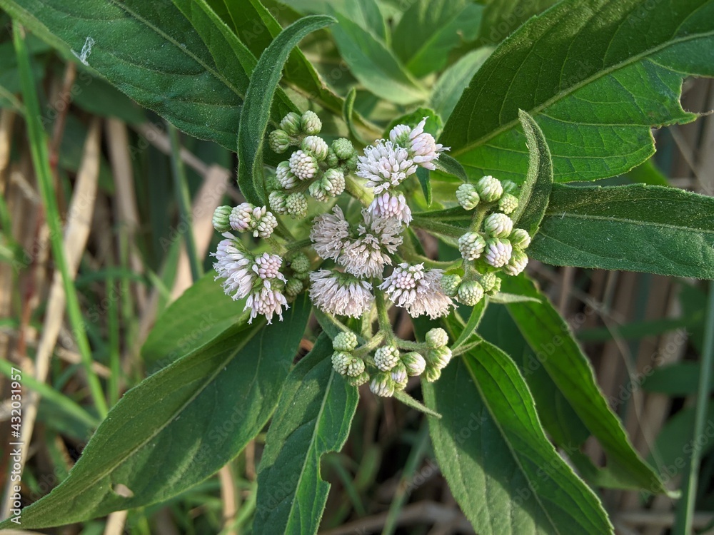 flowers on a green background ,Melastomes are annual or perennial herbs, shrubs, or small trees flowers on a green background ,Melastomes are annual or perennial herbs, shrubs, or small trees