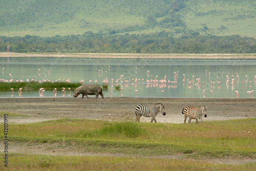 Zebras, flamingos, and a hippo in the Ngorongoro Crater in Tanzania photo