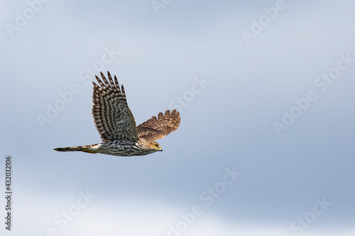 Sharp-Shinned Hawk Hunts on a Grey Day