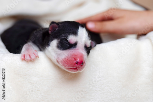 Fototapeta Naklejka Na Ścianę i Meble -  Sleeping newborn Siberian Husky puppy. Newborn sleeping puppy