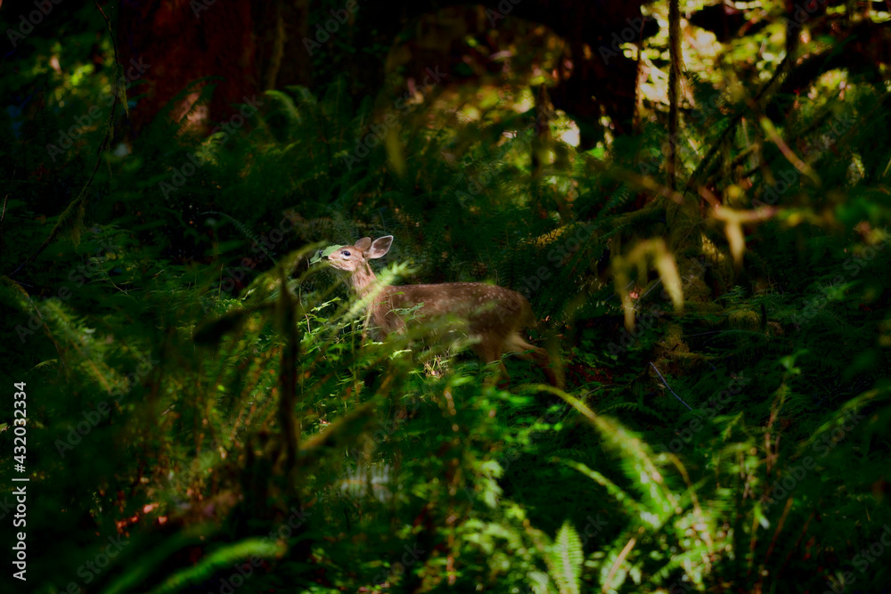 Deer, Hoh Rain Forest Olympic National Park Deer, Hoh Rain Forest Olympic National Park