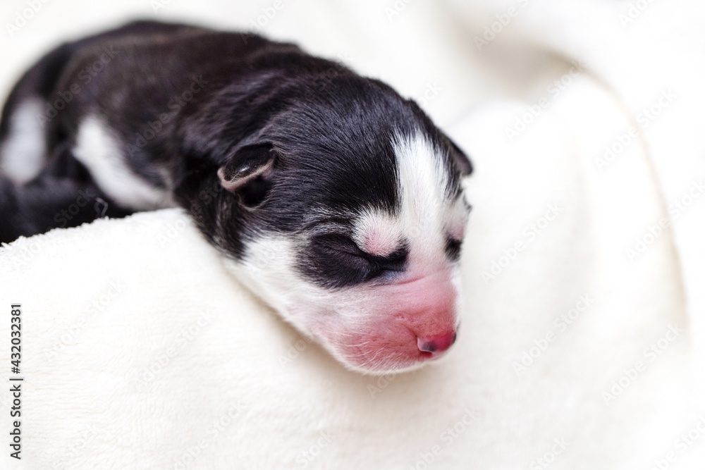Sleeping newborn Siberian Husky puppy. Newborn sleeping puppy Sleeping newborn Siberian Husky puppy. Newborn sleeping puppy