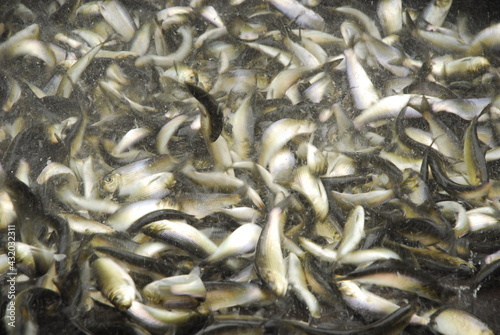 Hundreds of alewives gasp for air as they are being harvested for food and lobster bait