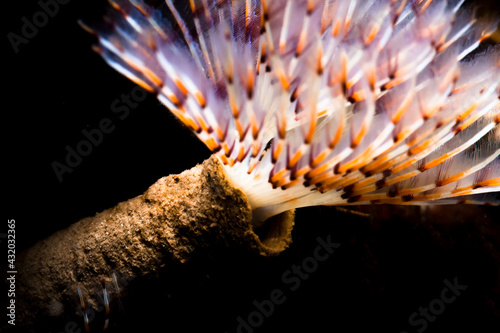 Delicate tube worm found at Ixtapa Island, Mexico. photo