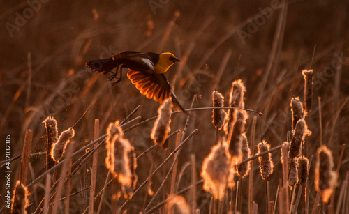 Yellow-headed blackbird flying among cattails. Montana.
