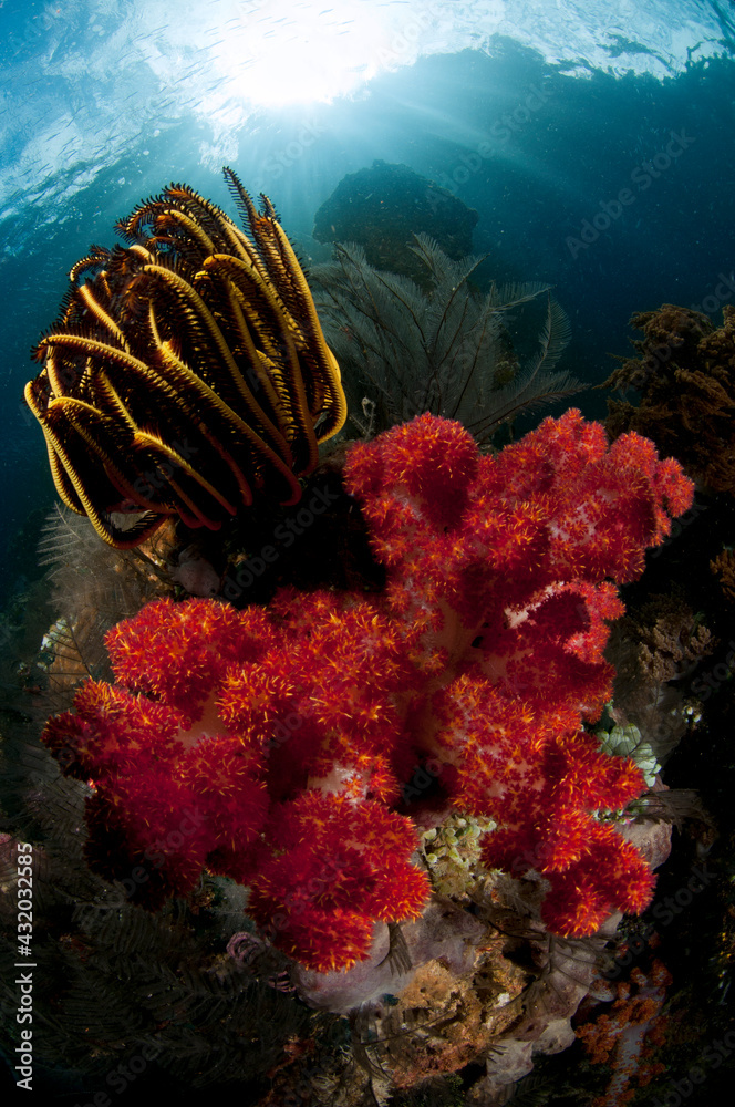 A reef scene with soft coral, crinoids and sun in Triton Bay/Raja Ampat, Indonesia A reef scene with soft coral, crinoids and sun in Triton Bay/Raja Ampat, Indonesia