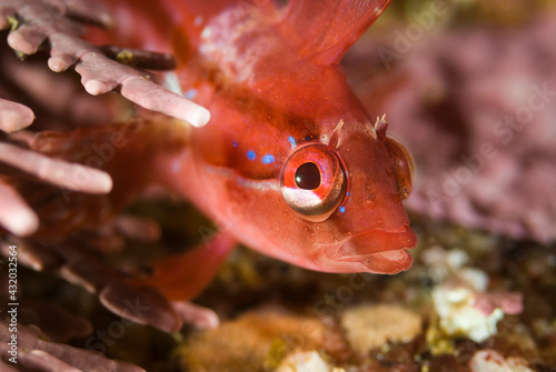 The temperate reefs of central California are home to abundant marine life such as this small crevice kelpfish, Gibbonsia montereyensis.