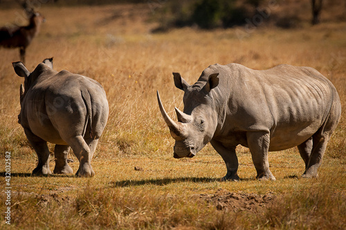 A white Rhino relaxes in his surroundings at Lake Nakuru, Kenya.