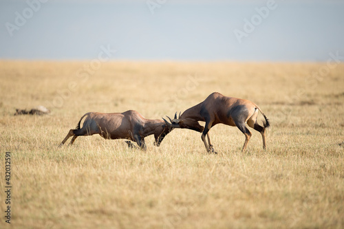 Male topi ram each other as they fight for dominance. photo