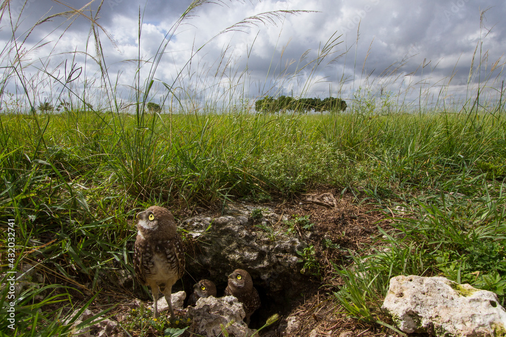 Burrowing owls photographed from a hidden camera outside their burrow ...
