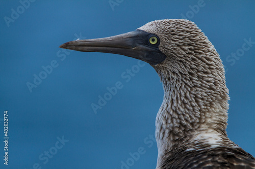 Portrait of a Blue-Footed Booby with a blue background in the Galapagos Islands, Ecuador. photo