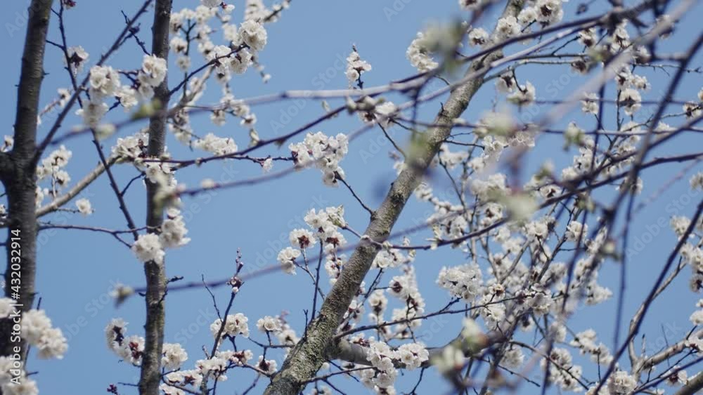 Blooming fruit tree brunches, slow motion, shallow depth of field Blooming fruit tree brunches, slow motion, shallow depth of field