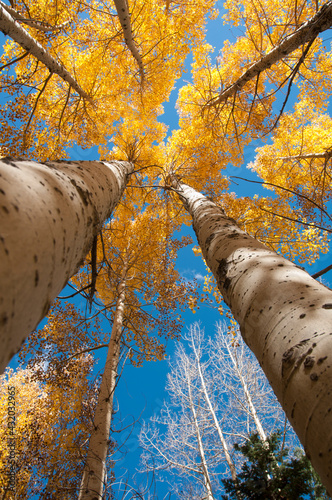San Juan aspen trees turning color in Colorado