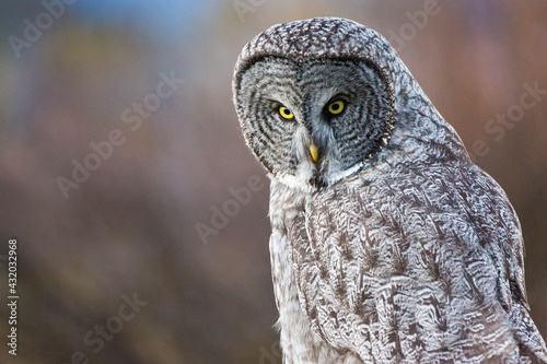 A great gray owl sits perched on a fence post in golden light in Jackson Hole, Wyoming. photo