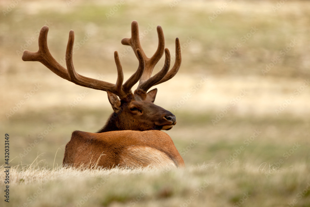 Bull Elk resting in high alpine tundra of Rocky Mountain National Park, CO Bull Elk resting in high alpine tundra of Rocky Mountain National Park, CO