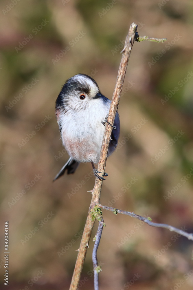 Fototapeta premium Long tailed tit on a branch 