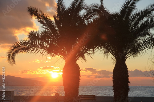 Sunset and palm