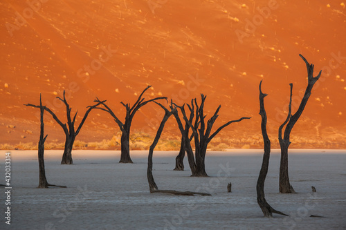 Dead trees and sand dunes at sunset Dead Vlei, Namibia. photo