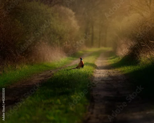 Fototapeta bażant na drodze o złotej godzinie